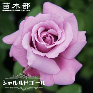 苗木部 花ひろばオンライン 青 紫系の木立ちバラ 花色で選ぶ木バラ Yahoo ショッピング