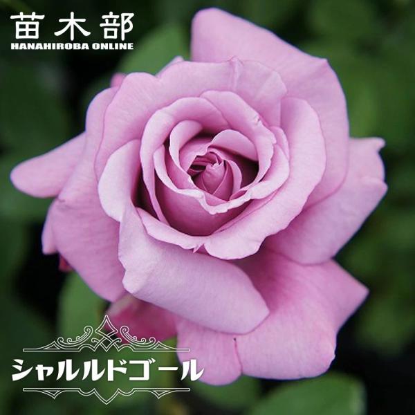 四季咲き強香バラ苗 シャルルドゴール 2年生大苗 6号ポット 予約販売12月〜翌年1月頃入荷予定