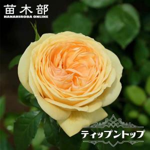 四季咲きバラ苗 ノヴァーリス 2年生大苗 6号ポット : 苗木部 花ひろば