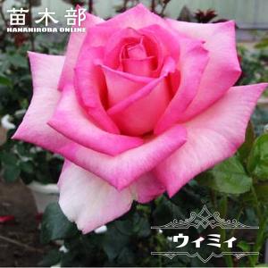 初心者向け四季咲きバラ 花 ガーデニング の商品一覧 通販 Yahoo ショッピング