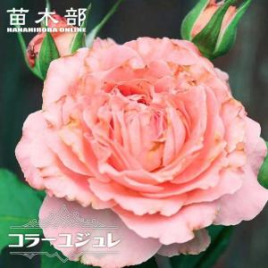 四季咲きバラ苗 モチーフ 2年生大苗 爆買いweek : 苗木部 花ひろば