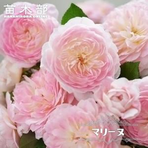 四季咲き強香バラ苗 ジアレンウィックローズ 2年生大苗 登録品種・品種