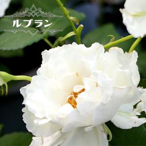 四季咲き強香バラ ブルーインパルス 2年生大苗 : 苗木部 花ひろば