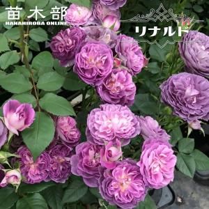 濃い紫のバラ 花 ガーデニング の商品一覧 通販 Yahoo ショッピング