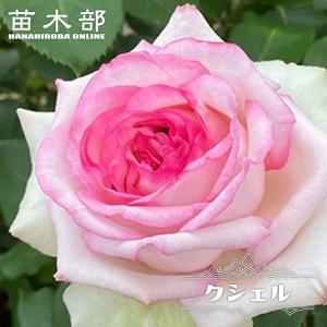 強香四季咲きバラ苗 ボレロ 2年生大苗 : 苗木部 花ひろばオンライン