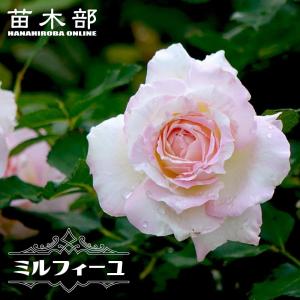 四季咲きバラ苗 ザンブラ'80 2年生大苗 : 苗木部 花ひろばオンライン