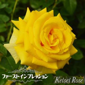 ミニバラ品種の商品一覧 通販 Yahoo ショッピング