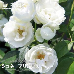 クリスマスローズ開花株 DD美白ピュアホワイトゴールド 566 現品限り