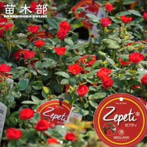 四季咲きバラ苗 ビバリー 2年生大苗 : 苗木部 花ひろばオンライン