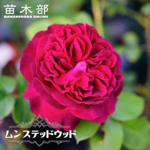 バラ 苗 イングリッシュローズ 【デスデモーナ 中輪 四季咲き】 2年生