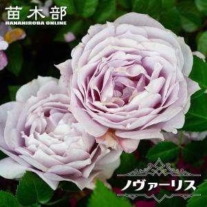 四季咲き強香つるバラ ジュードジオブスキュア 2年生大苗 6号ポット
