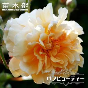 四季咲きバラ苗 ロイヤルサンセット3年生大苗 つるバラ 四季咲き
