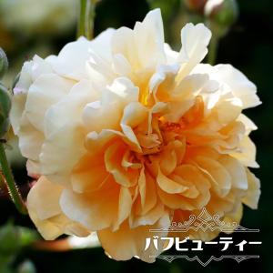 日陰に強いバラ 花の苗 の商品一覧 苗 花 ガーデニング 通販 Yahoo ショッピング