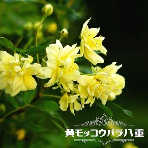 モッコウバラ 苗 の商品一覧 花 ガーデニング 通販 Yahoo ショッピング