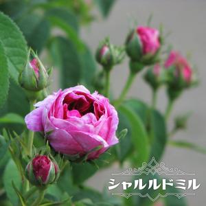 バラ苗のランキングtop100 人気売れ筋ランキング Yahoo ショッピング