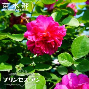 四季咲きバラ苗 プラムパーフェクト2年生大苗 登録品種・品種登録