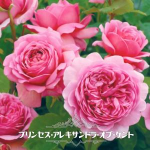 四季咲き強香バラ苗 ピンクパラダイス 2年生大苗 6号ポット 予約販売12