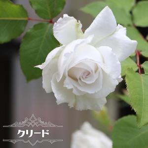 四季咲き半つるバラ クリード 2年生大苗 登録品種・品種登録｜hanahirobaonline