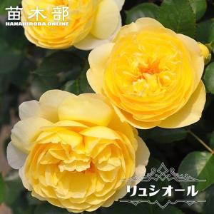 バラ 四季咲き 半つる性の商品一覧 通販 Yahoo ショッピング