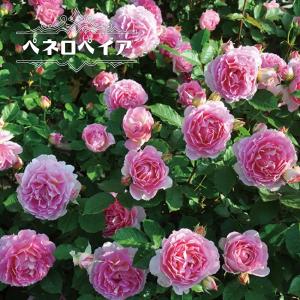四季咲きつるバラ リバプールエコー 2年生大苗 爆買いweek : 苗木部 花