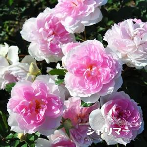 四季咲きバラ苗 シャリマー 2年生大苗 6号ポット 登録品種・品種登録 予約販売1月下旬以降入荷予定