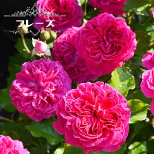 牡丹 花 苗 ボタン 鉢植え 春 連鶴 れんかく 豪華 多弁 八重 半抱え
