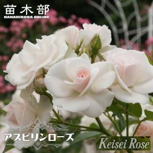 バラ苗 ロイヤルサンセット (大苗) つるバラ 四季咲き 中輪 オレンジ系
