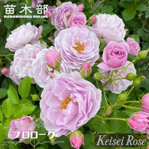 四季咲き強香バラ苗 アカデミア 2年生大苗 6号ポット 爆買 : 苗木部 花