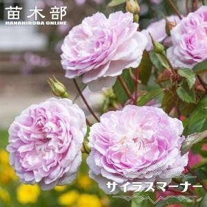 芍薬 オリエンタルゴールド 大株 6号スリット鉢植え : 苗木部 花ひろば
