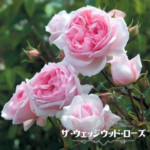 四季咲きつるバラ ザ ウェッジウッド ローズ ２年生大苗 登録品種・品種登録｜hanahirobaonline