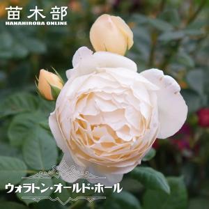四季咲き強香つるバラ ジュードジオブスキュア 2年生大苗 6号ポット