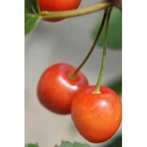 1本でなるさくらんぼの木 紅きらり 1年生接木苗 : 苗木部 花ひろば