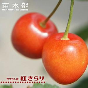 1本でなるさくらんぼの木 紅きらり 3年生接木1m大苗 産地で剪定済 1.0m苗 予約販売10〜11月頃入荷予定
