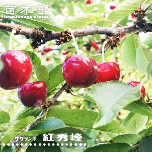 1本でなるさくらんぼの木 紅きらり 1年生接木苗 予約販売12月〜翌年1