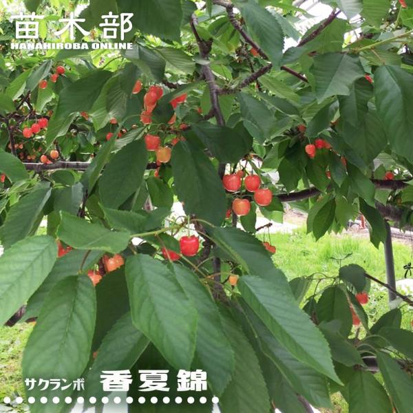 さくらんぼの木 香夏錦 3年生接木1m大苗 産地で剪定済 1.0m苗