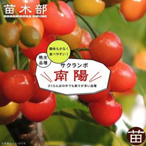 がんもさま専用出品 不知火 3年生 実つき！ 大苗 みかん 苗木 早生デコポン 不知火 3年生接木大苗 産地で剪定済 1.0m苗