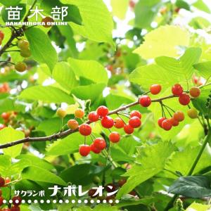 アセロラ 4.5号ポット大苗 沖縄県産 熱帯果樹 品種不明 : 苗木部 花