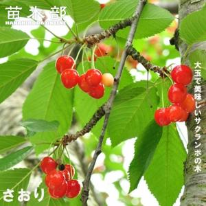 1本でなるさくらんぼの木 紅きらり 1年生接木苗 予約販売12月〜翌年1