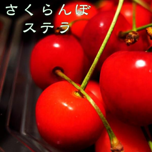 さくらんぼの木 ステラ 1年生接木苗 予約販売11〜12月頃入荷予定
