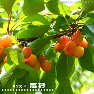 さくらんぼの木 ナポレオン 1年生接木苗 : 苗木部 花ひろばオンライン