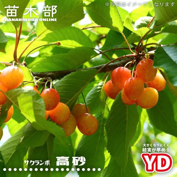 さくらんぼの木 YD高砂 3年生矮性台木接木大苗産地で剪定済 1.0m苗 大型宅配便・大梱包