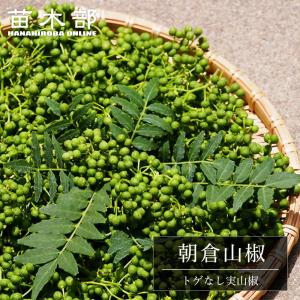 山椒の木 朝倉さんしょう トゲなし実山椒の木 3年生接木大苗