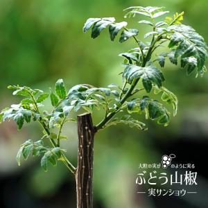 山椒の木 実山椒の木 ぶどう山椒 1年生接木苗