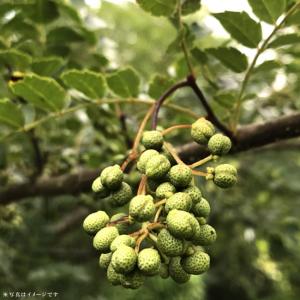 山椒の木 実山椒の木 ぶどうさんしょう 根腐れ...の詳細画像1