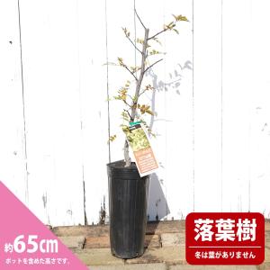 山椒の木 実山椒の木 ぶどうさんしょう 根腐れ...の詳細画像2