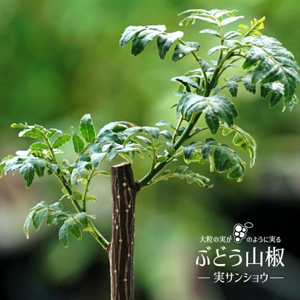 山椒の木 実山椒の木 ぶどうさんしょう 1年生接木苗 爆買いweek