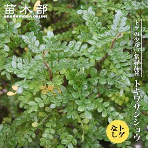 常緑 トゲなし 山椒の木 常葉さんしょう ときわさんしょう 3.5号ポット苗 挿し木 ハナヒロバリュー
