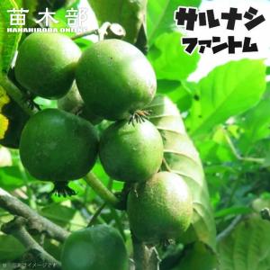 1本でなるベビーキウイ ファントム 接木 1年生 4.5号ポット苗 予約販売12月〜翌年1月頃入荷予定