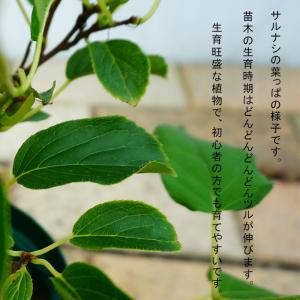 1本でなるベビーキウイ ファントム 挿し木 1...の詳細画像1