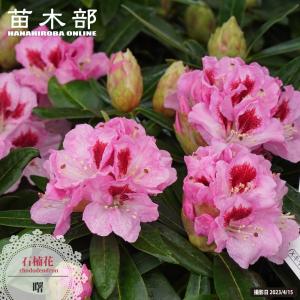 西洋シャクナゲ 里の春 5号鉢植え : 苗木部 花ひろばオンライン - 通販